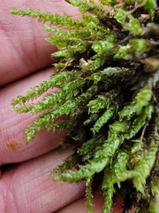 Rhynchostegium aquaticum