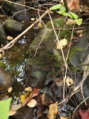 Rhynchostegium aquaticum