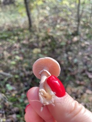 Cystoderma carcharias