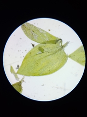 Rhynchostegium aquaticum