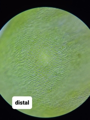 Rhynchostegium aquaticum