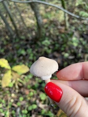 Cystoderma carcharias