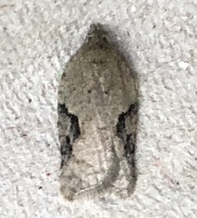 Acleris subnivana