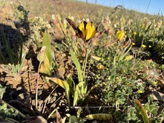 Hesperantha vaginata