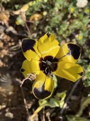 Hesperantha vaginata