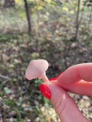 Cystoderma carcharias