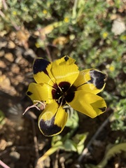 Hesperantha vaginata