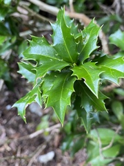 Ilex colchica