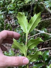 Ilex colchica