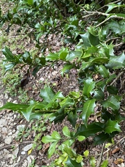 Ilex colchica