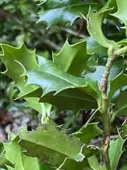 Ilex colchica