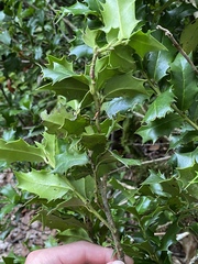 Ilex colchica