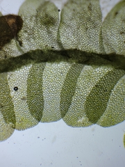 Liochlaena lanceolata