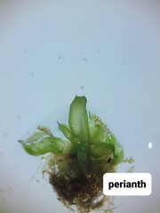 Liochlaena lanceolata