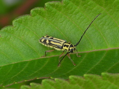 Epiglenea comes formosana