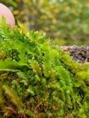 Liochlaena lanceolata