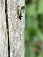 Evacanthus interruptus