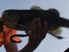 Micropterus floridanus