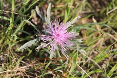 Centaurea majorovii