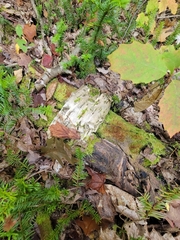 Liochlaena lanceolata