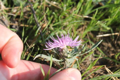 Centaurea majorovii