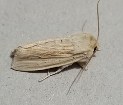 Ichneutica semivittata