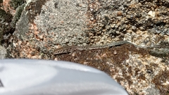 Podarcis guadarramae