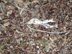 Matelea carolinensis