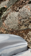 Podarcis guadarramae