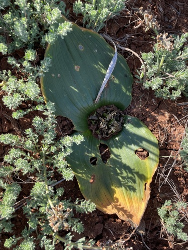 Image of Daubenya capensis by (c) Matt Berger, some rights reserved (CC BY)