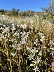 Hesperantha bachmannii