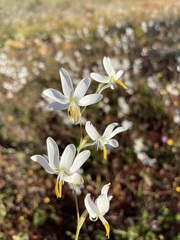 Hesperantha bachmannii