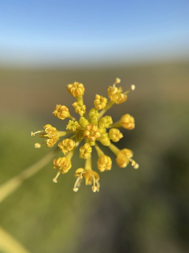 Image of Annesorhiza altiscapa by (c) Matt Berger, some rights reserved (CC BY)