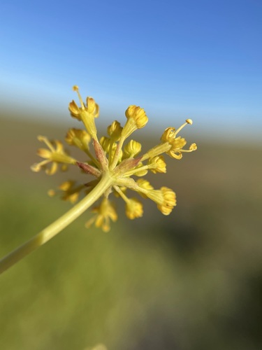 Image of Annesorhiza altiscapa by (c) Matt Berger, some rights reserved (CC BY)