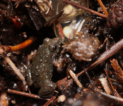 Arthroleptella rugosa