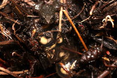 Arthroleptella rugosa