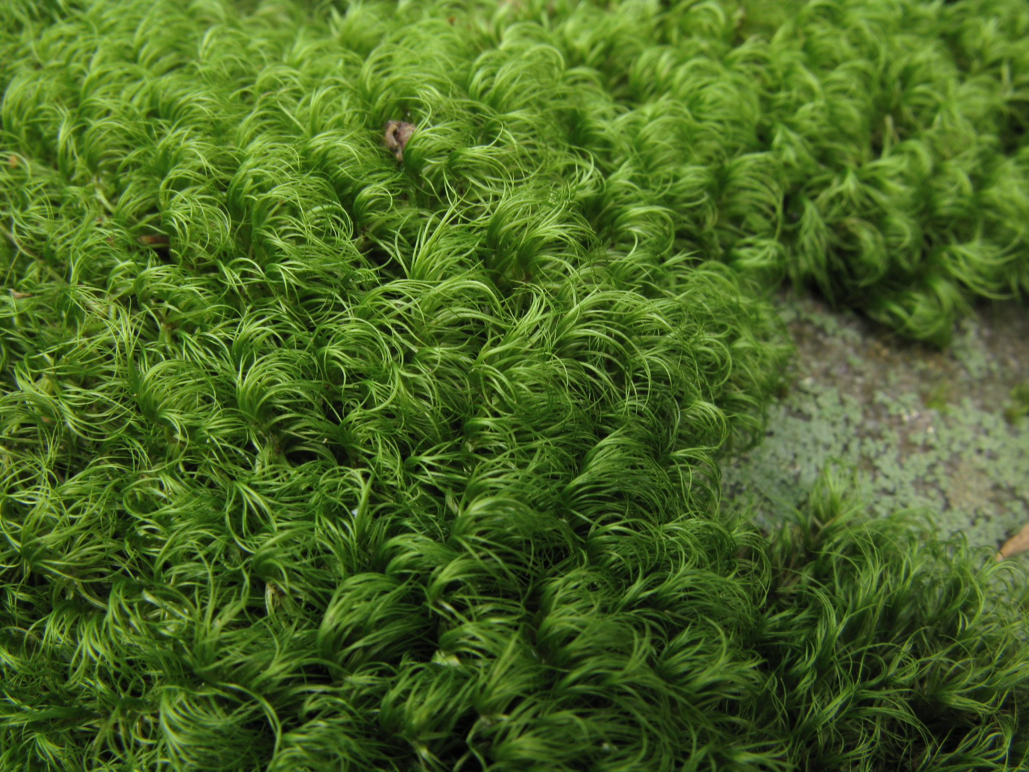 Paraleucobryum