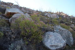 Erica verecunda