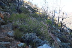 Erica verecunda