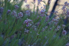 Erica verecunda