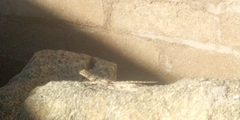 Agama aculeata aculeata