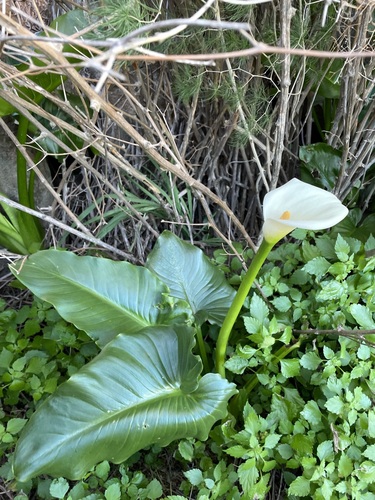 Image of Zantedeschia odorata by (c) Matt Berger, some rights reserved (CC BY)