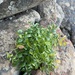 Asparagus asparagoides - Photo (c) Matt Berger, algunos derechos reservados (CC BY), subido por Matt Berger
