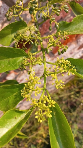 Tripa de zopilote (Cissus verticillata)