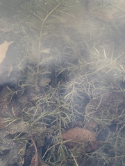 Najas guadalupensis