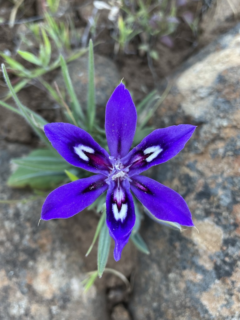 Babiana framesii, Namakwa, Northern Cape, South Africa