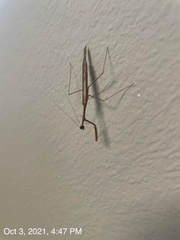 Bistanta mexicana