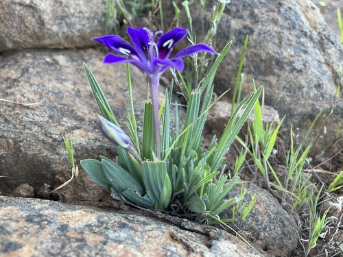Babiana framesii