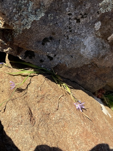 Geissorhiza inaequalis