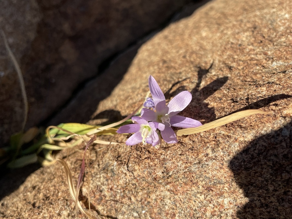 Geissorhiza inaequalis, Namakwa, Northern Cape, South Africa